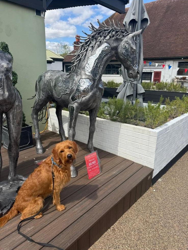 A doodle sitting beside metal horse sculptures on a day out