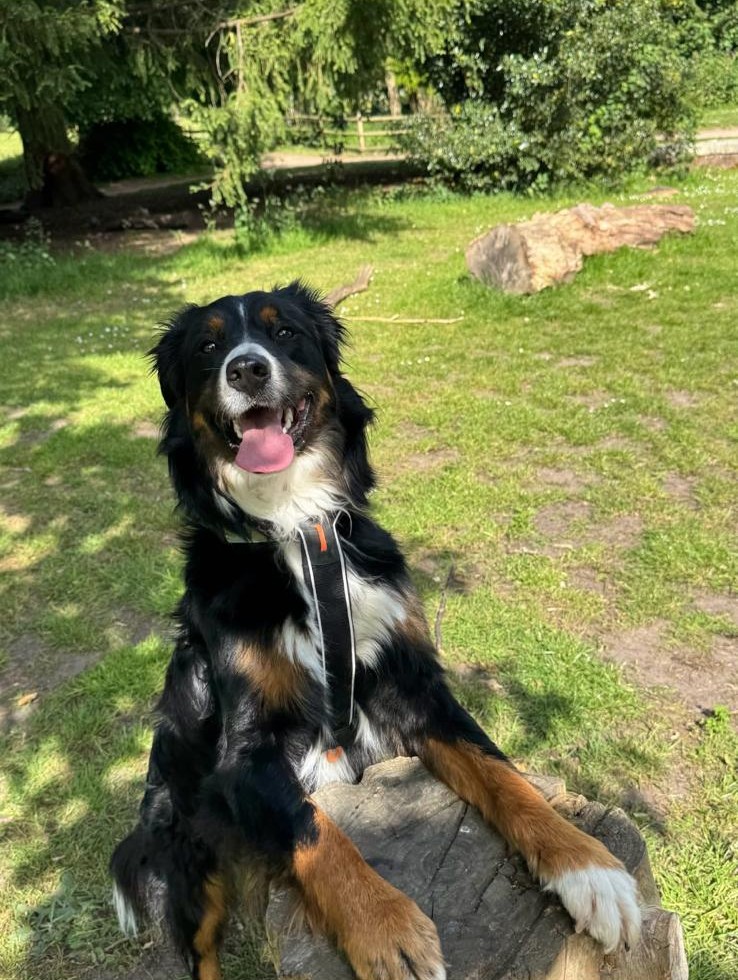 A Bernese mountain dog smiling on a log in the park