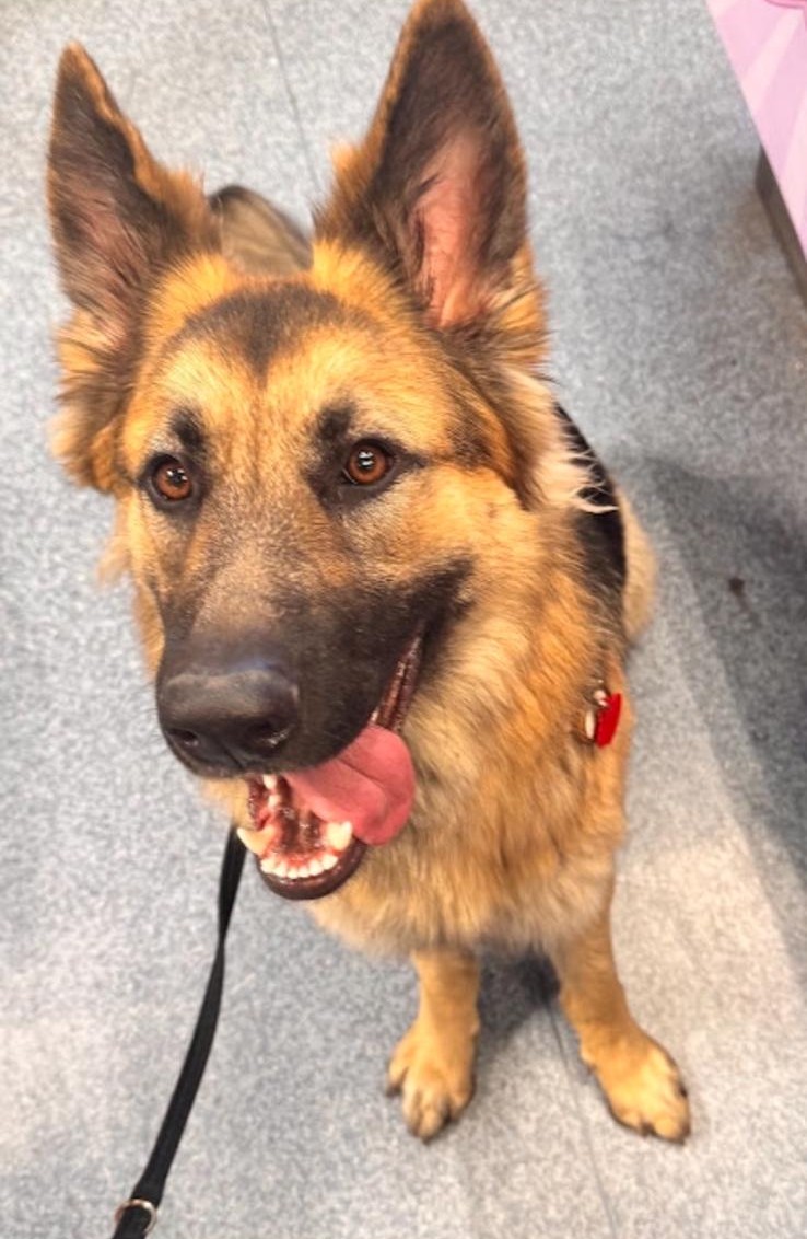 A German shepherd looking up with its tongue out