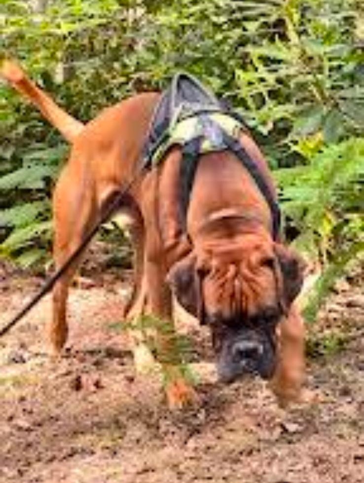 A bloodhound sniffing along a woodland trail
