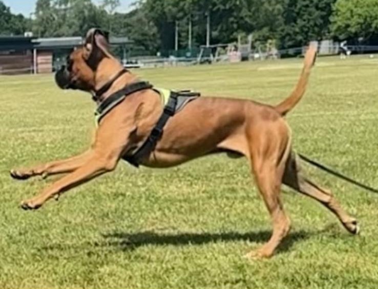 A boxer running across a field on a long line