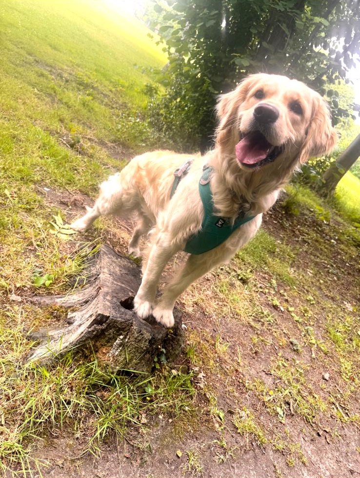 A golden retriever in a teal harness up on a tree stump