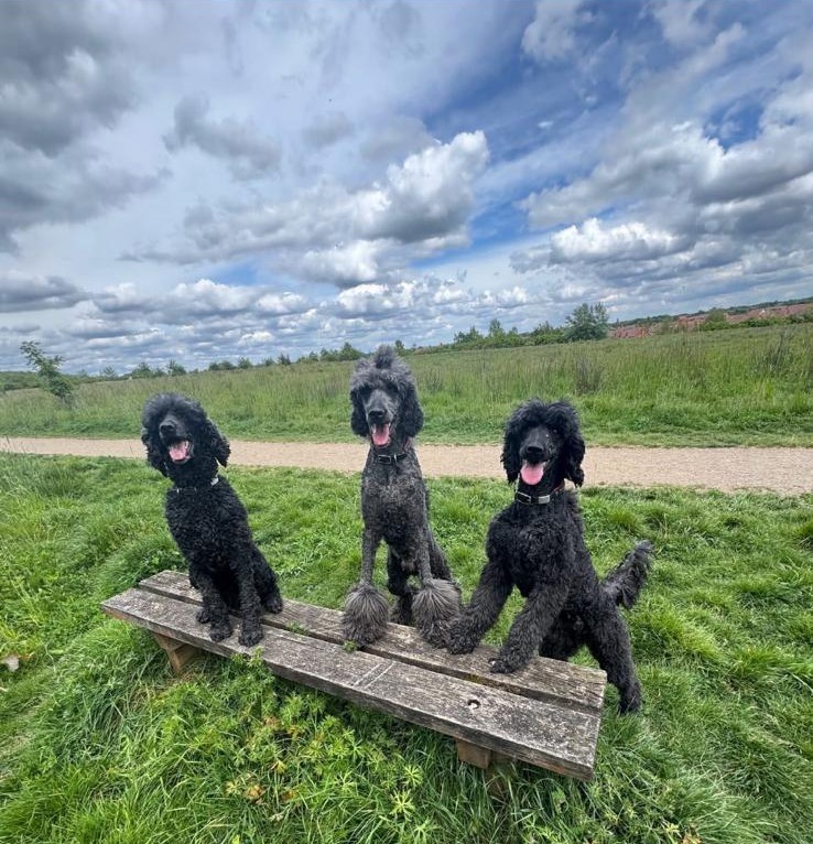 Three black poodles sitting together on a bench in a field