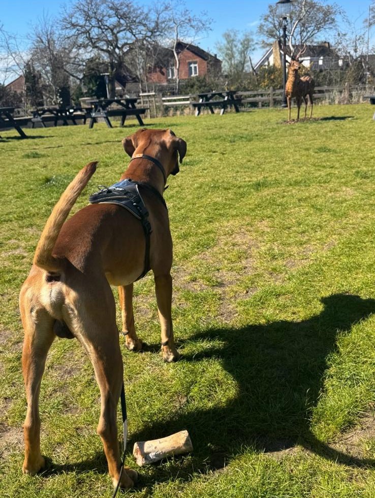 A tan mastiff standing to attention in a park