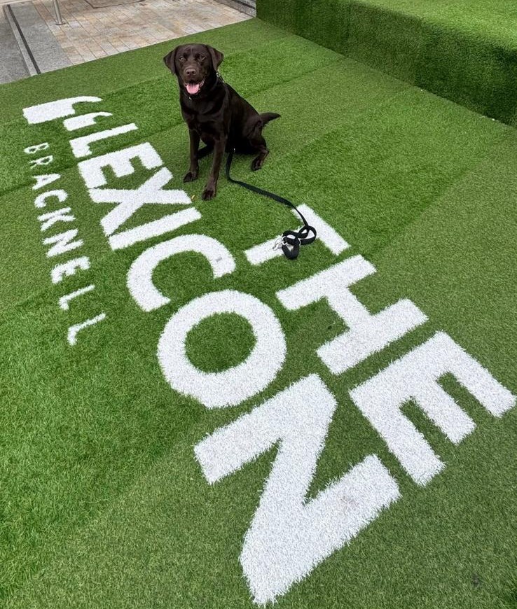 A chocolate labrador on the grass at The Lexicon