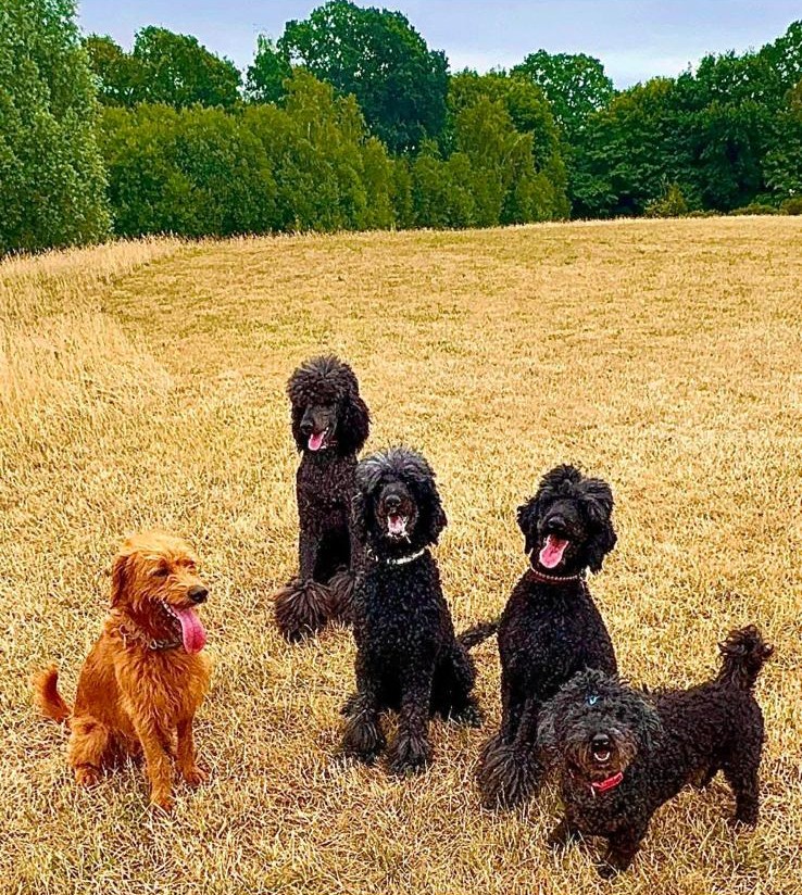 A brown dog and black poodles sitting together in a field